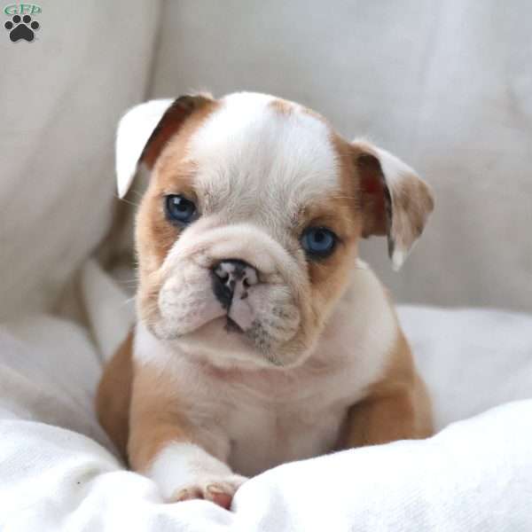 Dante, English Bulldog Puppy